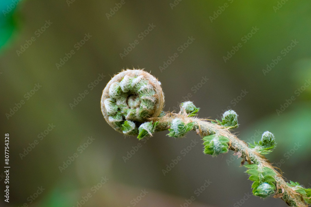 La espiral durante el nacimiento de un helecho La espiral durante el nacimiento de un helecho