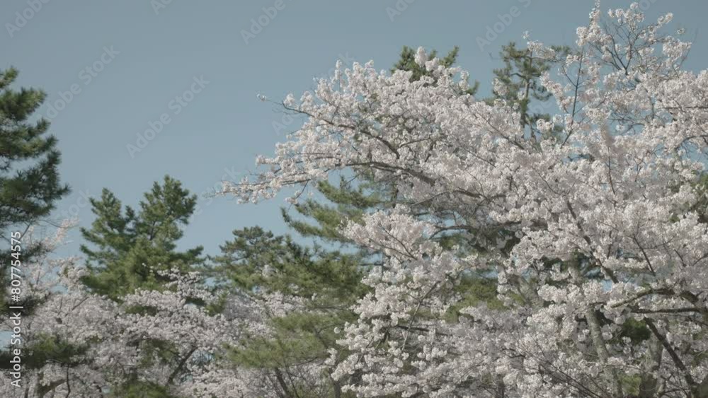 福井県あわら市 吉崎御坊 蓮如の里 蓮如上人 春 桜 公園 観光名所 スポット
