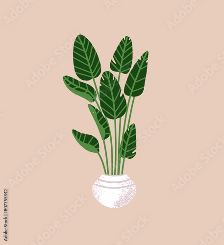 Strelitzia or bird of paradise flower growing in flowerpot. Tropical palm tree at home garden. Exotic houseplant wit big leaves, foliage. Floral interior decor. Flat isolated vector illustration