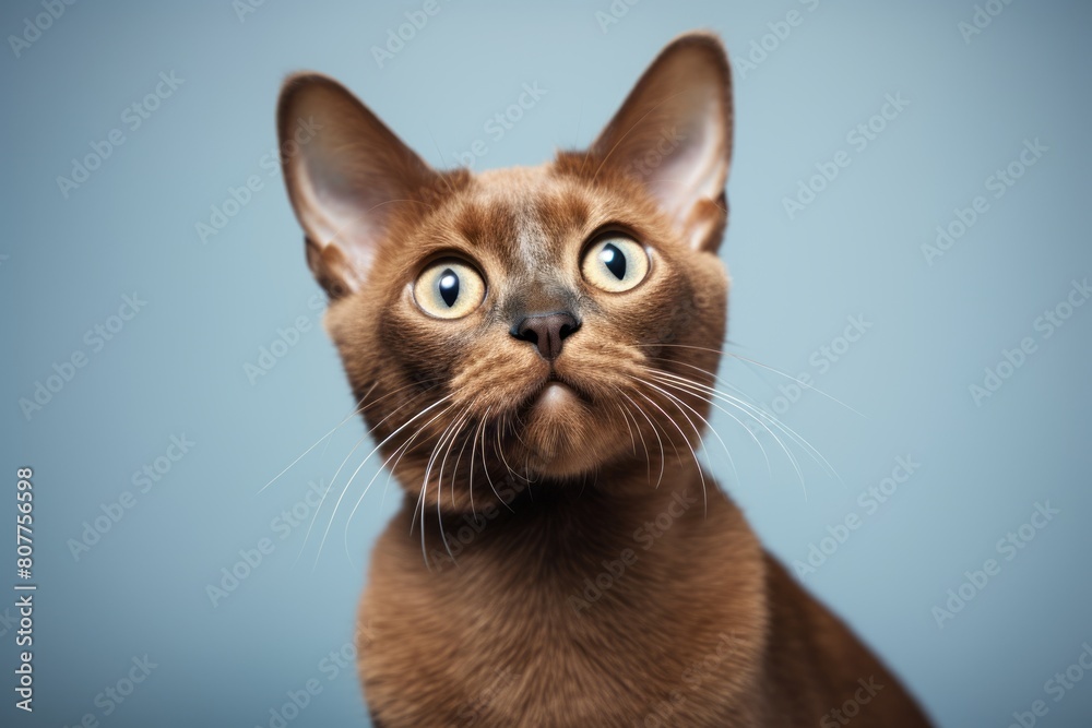 Close-up portrait photography of a cute burmese cat climbing on minimalist or empty room background