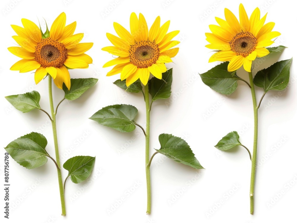 Flower Stems. Three Sunflowers with Leaves in Yellow, Isolated on a White Background Flower Stems. Three Sunflowers with Leaves in Yellow, Isolated on a White Background