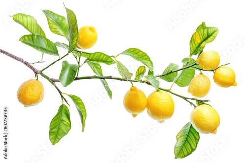 Fruit Branch. Citrous Lemons with Leaves on Bright White Background