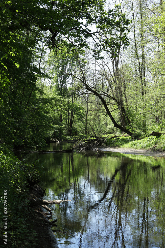 beautiful view of the river in the forest beautiful view of the river in the forest