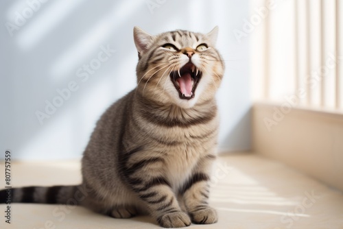 Environmental portrait photography of a smiling scottish fold cat yawning isolated on minimalist or empty room background © Markus Schröder