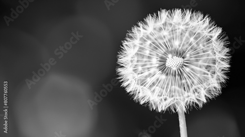 Dandelion black  conceptual idea of transience and cycle of life  black and white colors  dandelion seeds floating away  light airy fragile impermanent fleeting