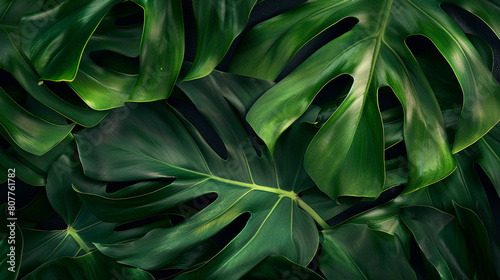 split-leaf philodendron leaf, with its lush green color and intricate lobes captured in crisp detail, showcasing the unique beauty and texture of this iconic houseplant.