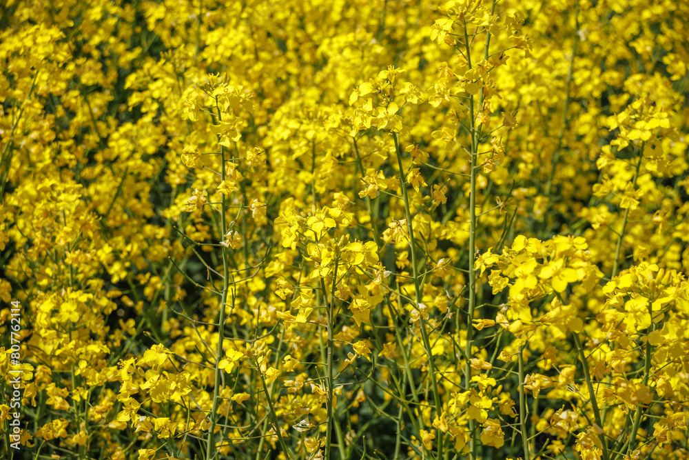 field of beautiful springtime golden flower of rapeseed with blue sky, canola colza in Latin Brassica napus, rapeseed is plant for green industry field of beautiful springtime golden flower of rapeseed with blue sky, canola colza in Latin Brassica napus, rapeseed is plant for green industry
