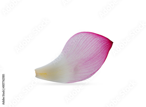 pink royal lotus petal on a white background,isolated