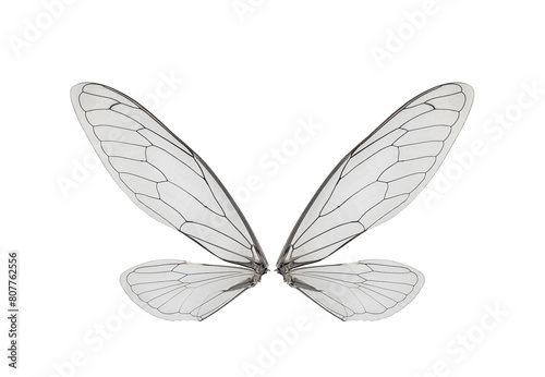 black and white wings of cicada insect,isolated