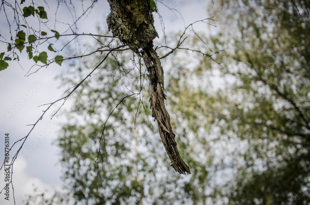 A branch of a birch on the background of the forest. A branch of a birch on the background of the forest.