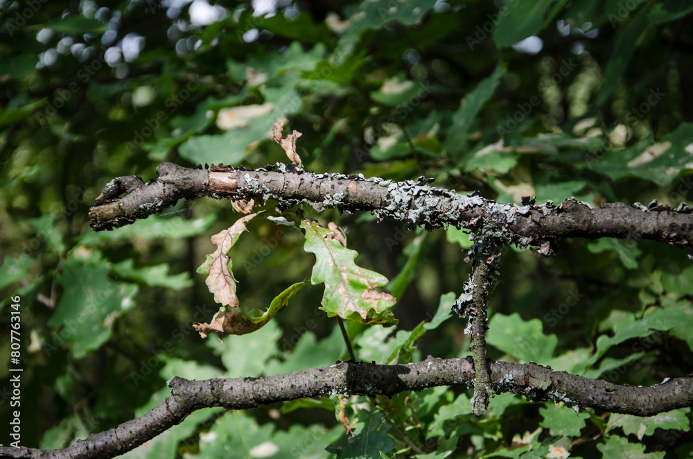 Dry oak leaves on the branches of a tree in the forest Dry oak leaves on the branches of a tree in the forest