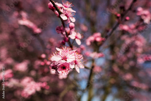 Flowering trees in the park at Troya Castle in Prague in spring photo
