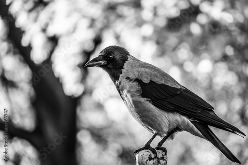 The hooded crow . Corvus cornix