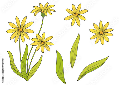 Arnica flower plant graphic color isolated sketch illustration vector