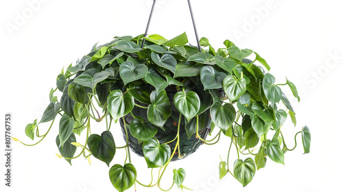 lush and trailing philodendron plant, with its heart-shaped leaves and vibrant green foliage cascading gracefully from a hanging basket, adding a touch of natural beauty and charm to any indoor space.