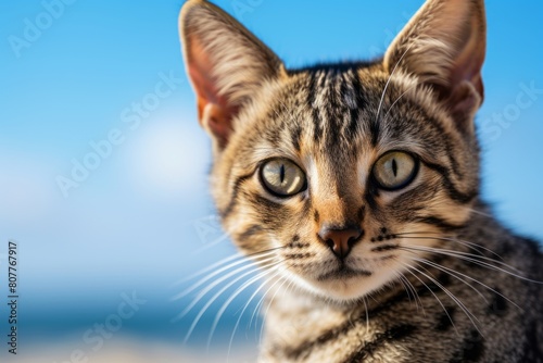 Close-up portrait photography of a funny savannah cat corner rubbing isolated on beach background