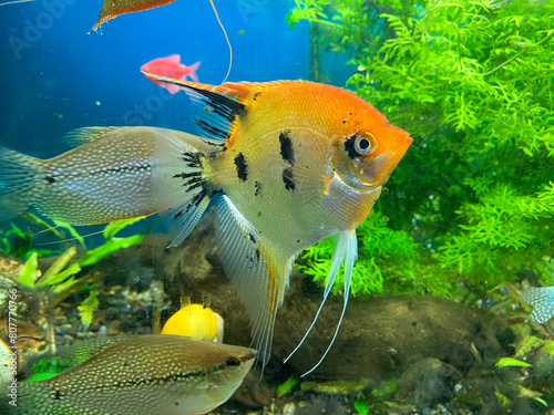 Les poissons dans un aquarium