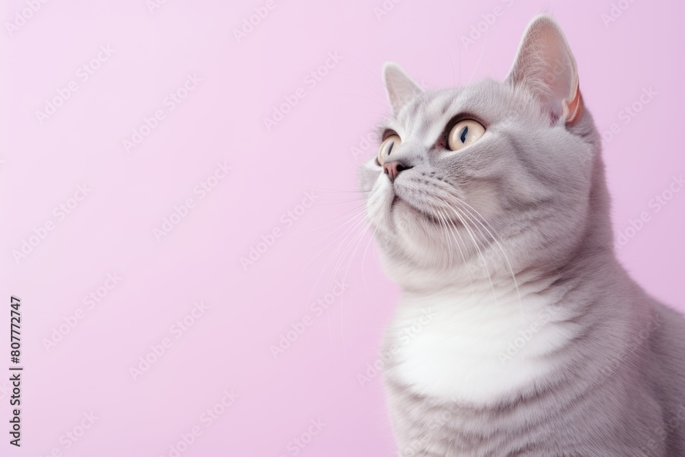 Obraz premium Medium shot portrait photography of a curious american shorthair cat grooming in front of pastel or soft colors background