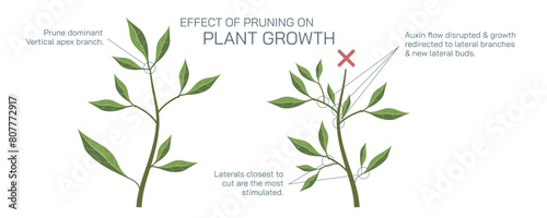 Heterophylly plasticity refers to the different shapes of leaves present at different stages of life or different environmental conditions. It can be environmental, habitual and developmental vector.