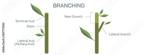 Cutting a stem to a bud or a branch of a plant is called branching and pruning. By cutting to an outside bud, the new shoots will not grow through the interior of the plants Vector illustration.