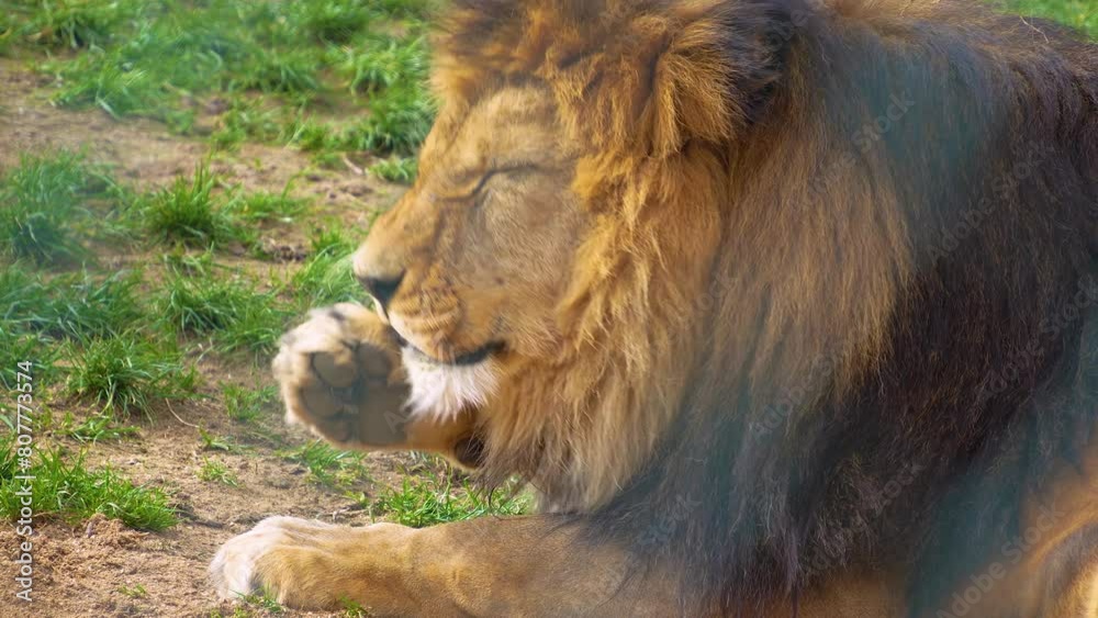 Close up of male Lion, sitting on a meadow on a sunny day licking his paw. Close up of male Lion, sitting on a meadow on a sunny day licking his paw.
