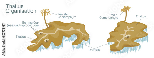 Thallus organizations are found in algae and fungi. The thallus is undifferentiated flat tissue. It ranges from simple filaments to complicated and unbranched tree like filaments vector illustration.