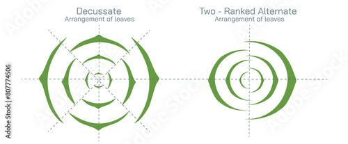 The arrangement of leaves on a stem is known as phyllotaxy, leaves can be classified as either alternate, spiral, opposite, or whorled. vector illustration. Types of leaf arrangements specification.