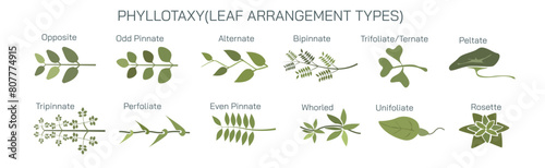 The arrangement of leaves on a stem is known as phyllotaxy, leaves can be classified as either alternate, spiral, opposite, or whorled. vector illustration. Types of leaf arrangements specification.
