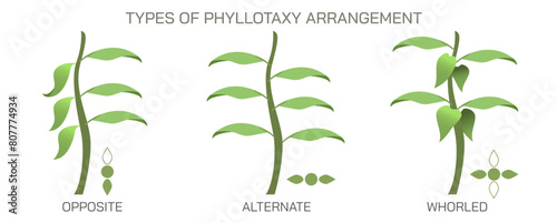 The arrangement of leaves on a stem is known as phyllotaxy, leaves can be classified as either alternate, spiral, opposite, or whorled. vector illustration. Types of leaf arrangements specification.