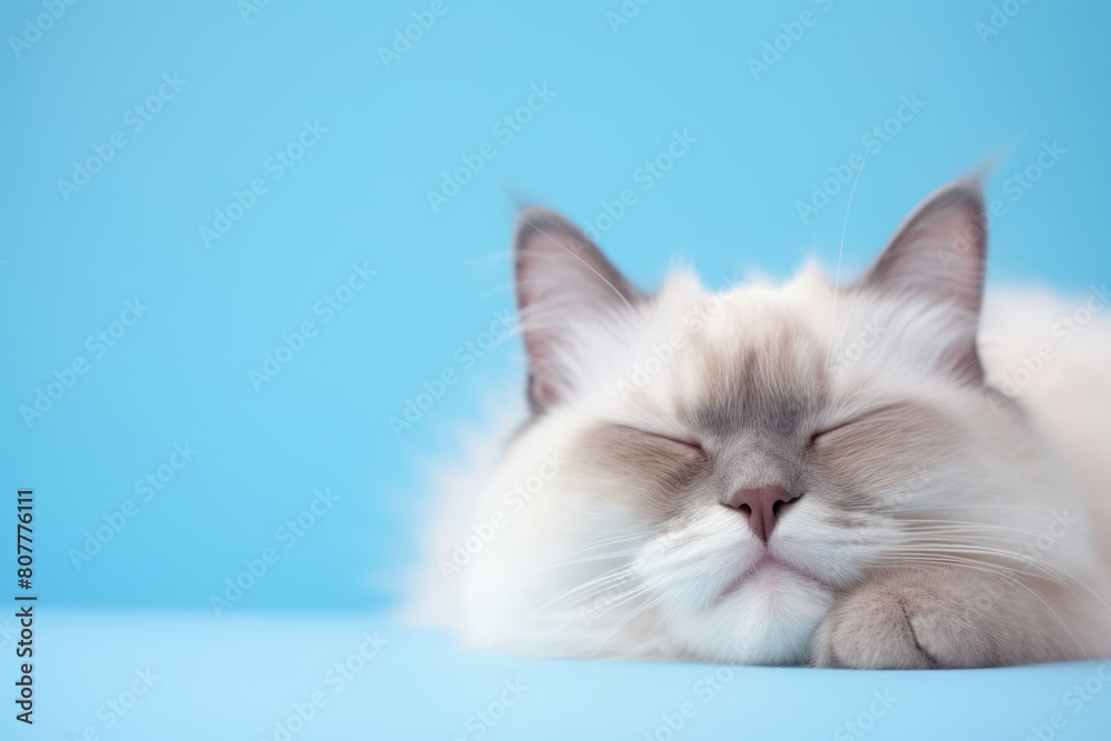 Medium shot portrait photography of a funny ragdoll cat sleeping on pastel or soft colors background Medium shot portrait photography of a funny ragdoll cat sleeping on pastel or soft colors background