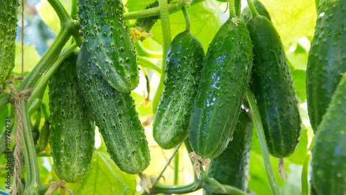 The bush cucumbers hang on the trellis in the garden .