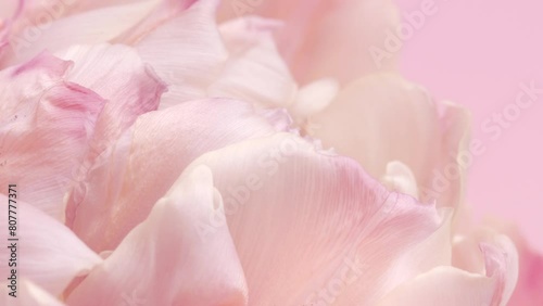 Flower opening close up, soft petals of beautiful tulip time lapse, nature background. Tulip bouquet, spring flower macro shot, blooming pastel pink tulip Easter backdrop, romantic, tenderness. 