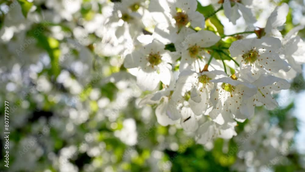 Close-up of a branch with blooming white cherry blossom flowers on a sunny spring day. Concept of Seasonal Allergies Close-up of a branch with blooming white cherry blossom flowers on a sunny spring day. Concept of Seasonal Allergies