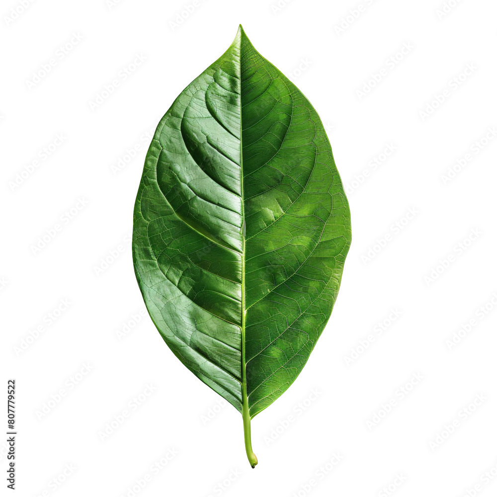 Fototapeta premium Green leaf on a white background, with veins clearly visible.