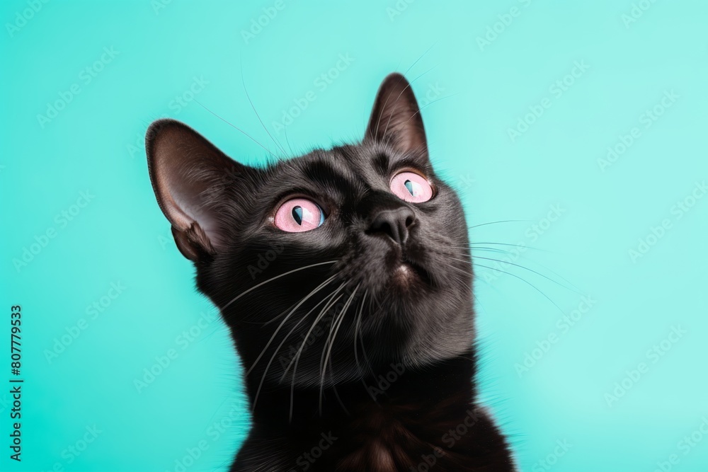 Close-up portrait photography of a cute bombay cat scratching in front of pastel or soft colors background Close-up portrait photography of a cute bombay cat scratching in front of pastel or soft colors background