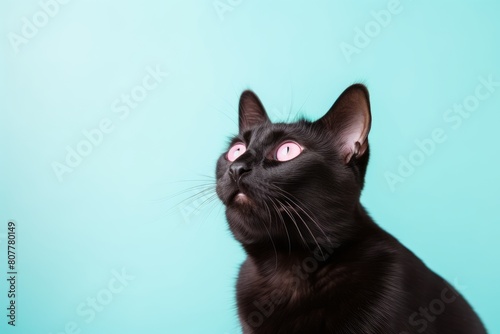 Environmental portrait photography of a happy bombay cat belly showing while standing against pastel or soft colors background
