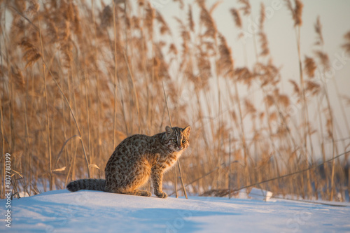 Amur leopard cat (Prionailurus bengalensis euptilurus) Vladivostok, Primorsky Krai, Far East Russia. February.  photo