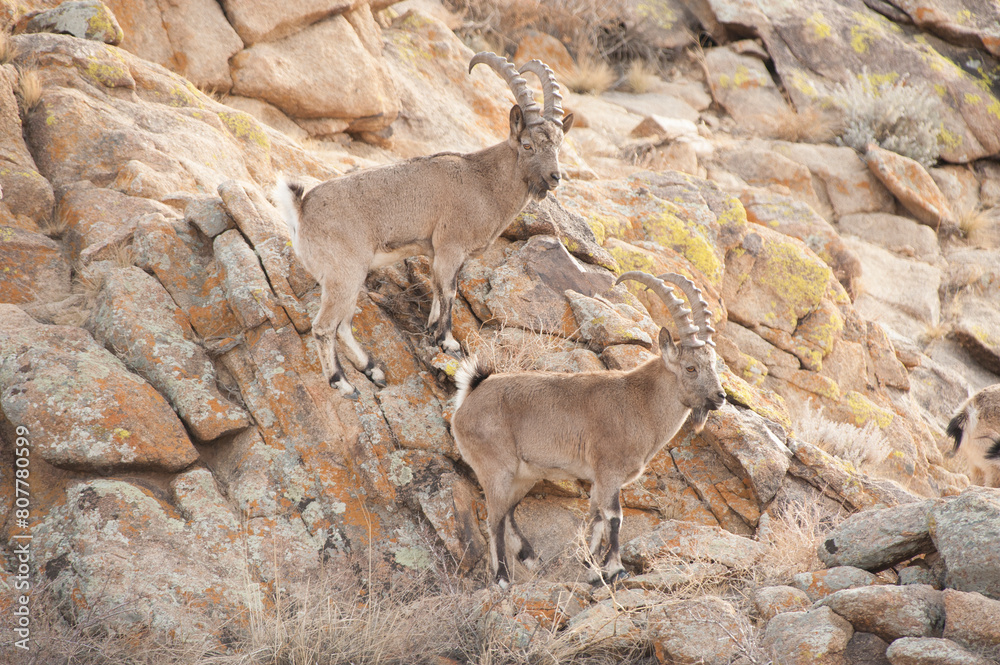 Siberian ibex (Capra sibirica) males, Altai Mountains, Gobi Desert, Mongolia. November. Siberian ibex (Capra sibirica) males, Altai Mountains, Gobi Desert, Mongolia. November.