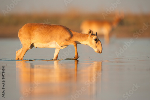 Saiga antelope (Saiga tatarica) male with horns growing, walking through water, Astrakhan, Southern Russia, Russia. October.  photo