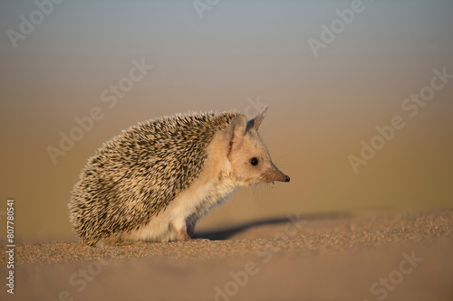 Long-eared hedgehog (Hemiechinus auritus) Gobi Desert, Mongolia. May.  photo