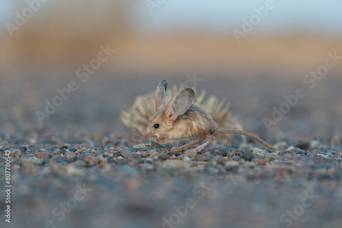 Long-eared jerboa (Euchorentes naso) South Gobi Desert, Mongolia. June. 