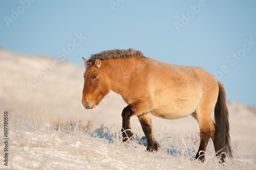 Przewalski horse (Equus ferus przewalski) Khustain Nuruu National Park, Mongolia. December.  photo