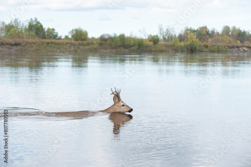 Siberian roe deer (Capreolus pygargus) buck swimming across water, Amur, Far East Russia. September.  photo