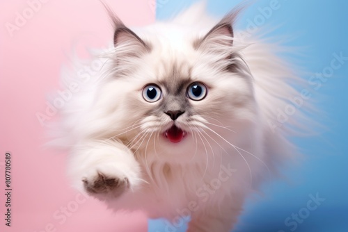 Lifestyle portrait photography of a happy neva masquerade cat pouncing on pastel or soft colors background © Markus Schröder