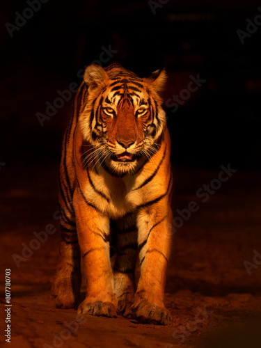 Bengal tiger (Panthera tigris) tigress Arrowhead Ranthambhore, India 