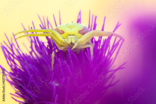 Crab spider (Misumena vatia) waiting for prey on Meadow thistle (Cirsium dissectum) flower. Dunsdon Devon Wildlife Trust Reserve, England, UK. June.  photo
