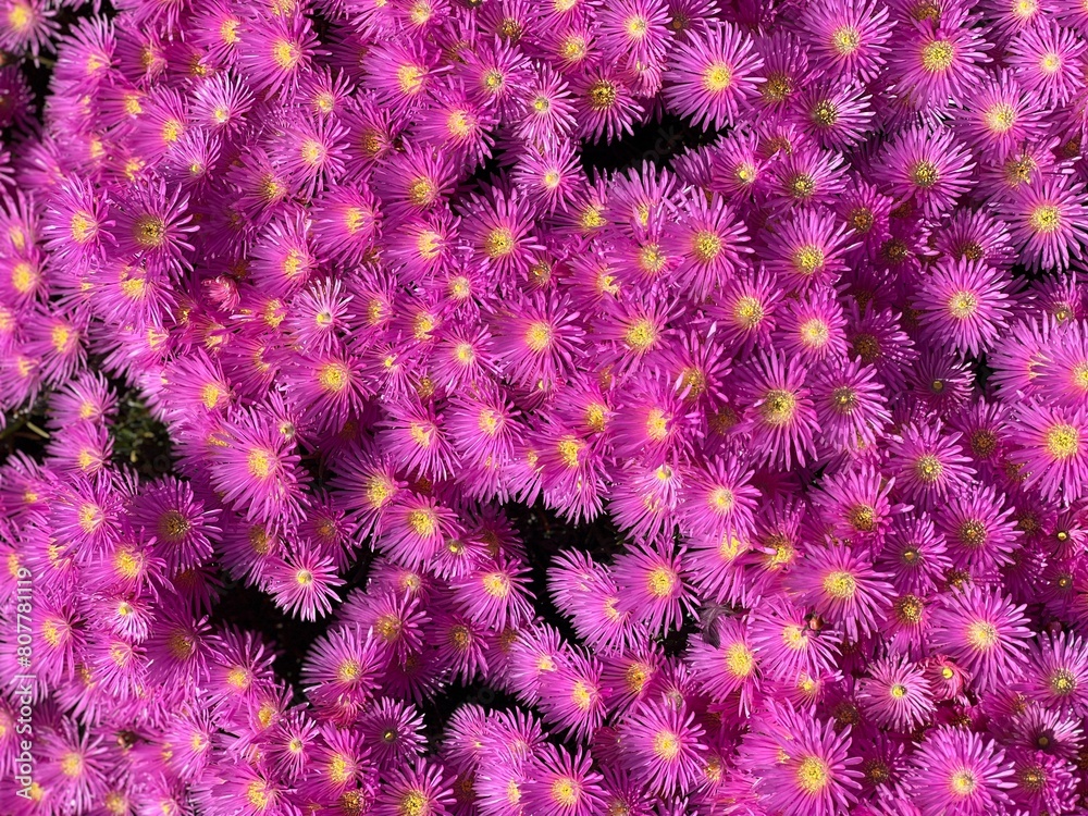 Pink Flowers Pink Flowers