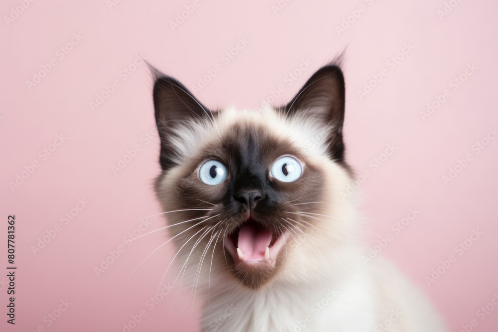 Medium shot portrait photography of a funny balinese cat murmur meowing in front of pastel or soft colors background