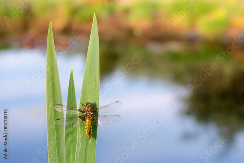 Broad-bodied chaser dragonfly (Libellula depressa) resting on reeds at edge of garden pond. Broxwater, Cornwall, England, UK. April 2020.  photo