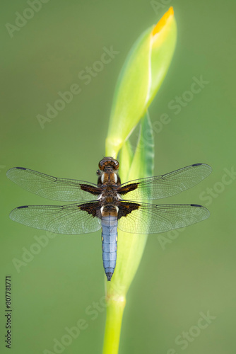 Broad-bodied chaser dragonfly (Libellula depressa) male resting on Yellow flag iris (Iris pseudacorus) bud. Cornwall, England, UK. May. 